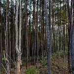 Bukit Lintang Sewu Domping
